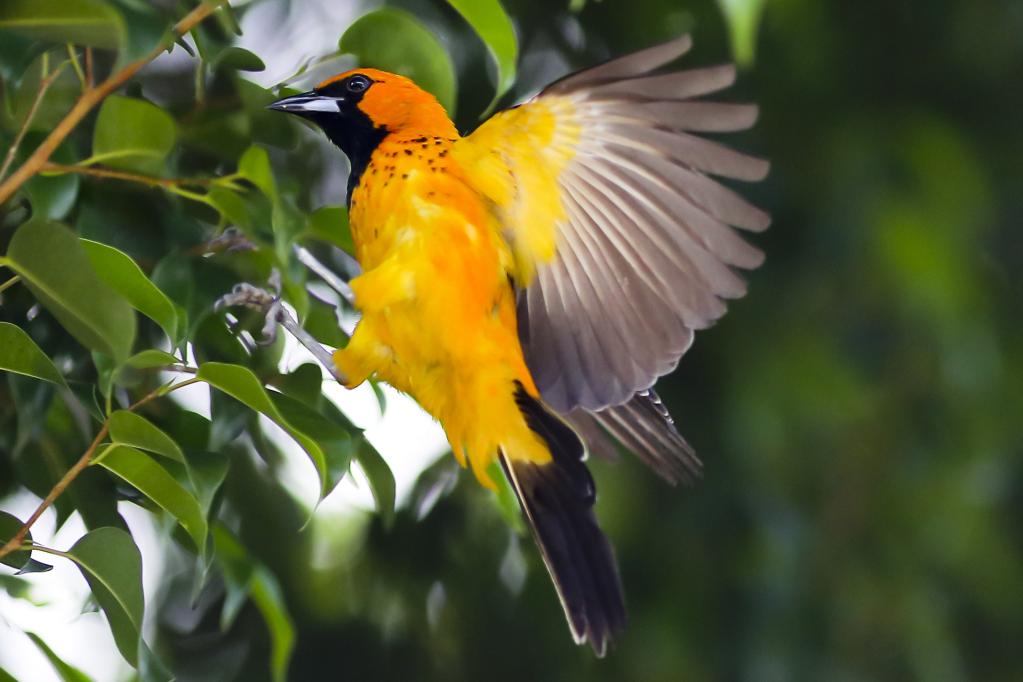 Pájaro en Tegucigalpa, Honduras