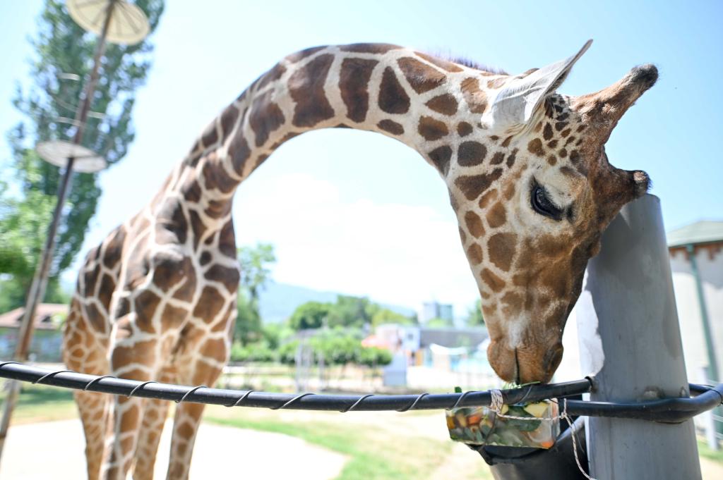 Jirafa se alimenta con comida helada en el Zoológico de Skopie