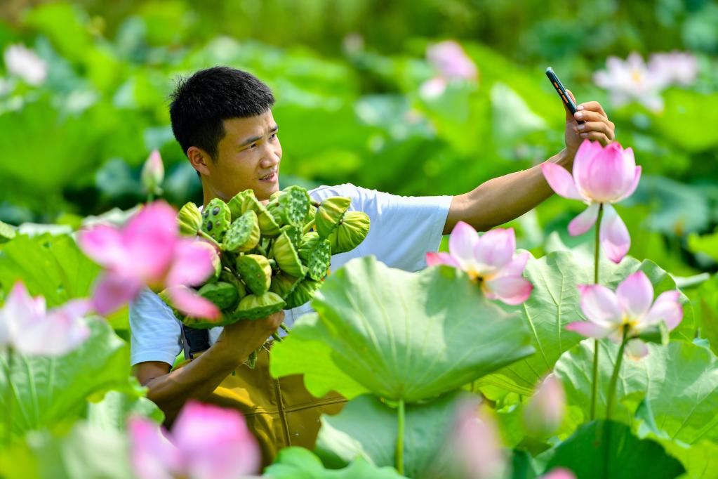 Aldeanos cosechan vainas de loto en aldea de Lianying, Hunan