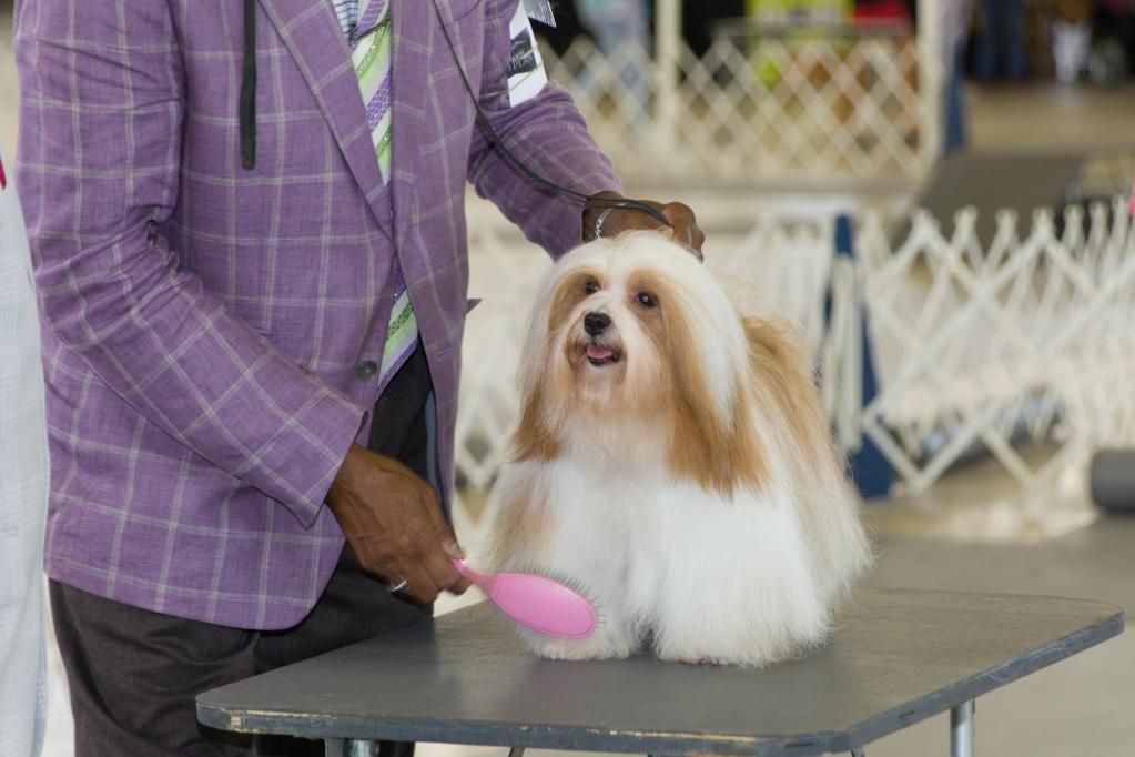 Exposición Canina de Dallas en Estados Unidos
