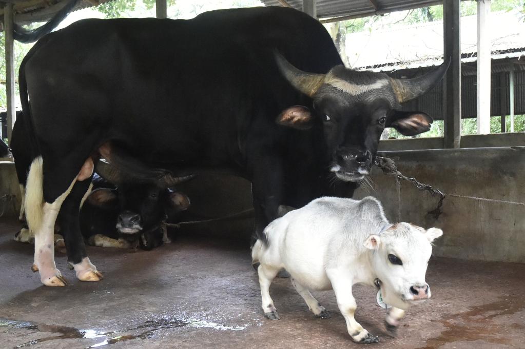 Bangladesh: Vaca postulada para el Libro Guinness de los Récords