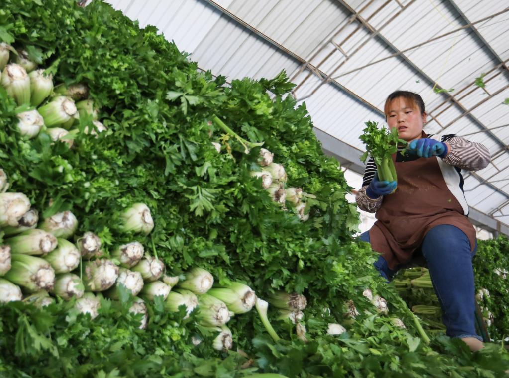 Empresas de vegetales de tierra alta impulsan crecimiento de ingresos rurales en Dingxi, Gansu