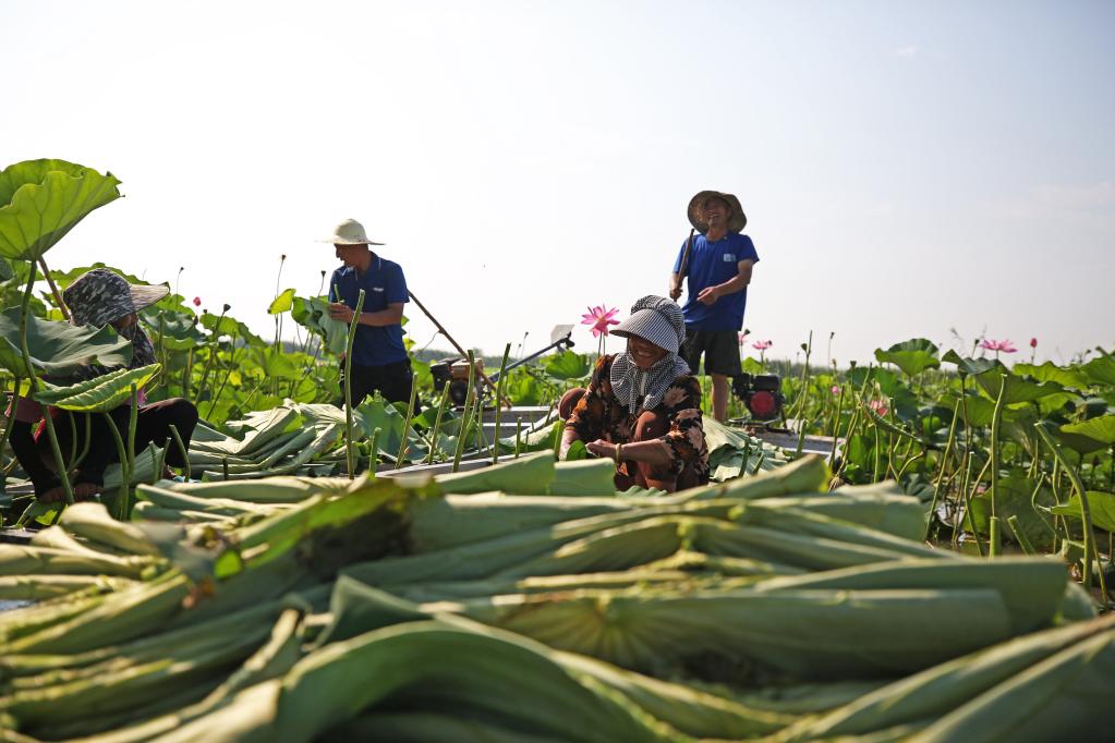 Economía de loto en Sihong, Jiangsu