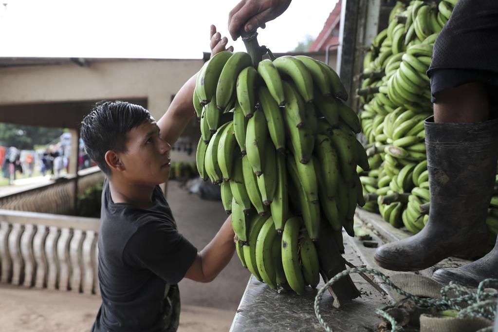 Honduras: Hombres descargan racimos de plátanos verdes en municipio de Tatumbla