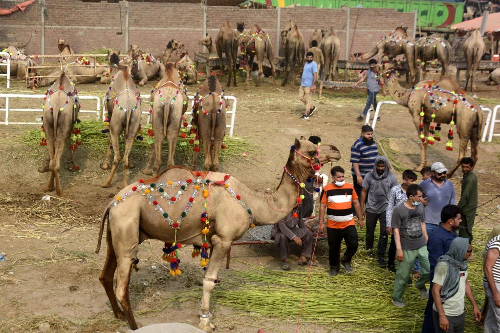 Mercado de animales previo al festival Eid al-Adha en Pakistán