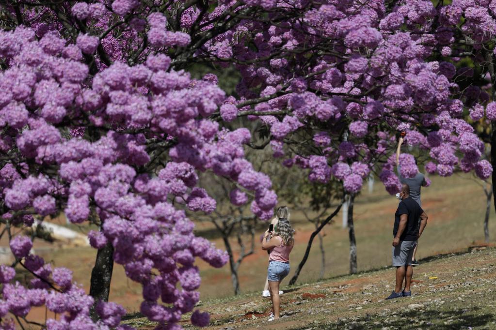 Flores de lapacho morado en Brasilia, Brasil
