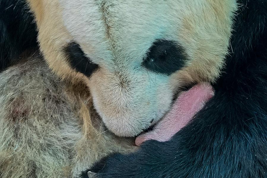 Sichuan: Dos pandas gigantes dan a luz a dos pares de gemelo