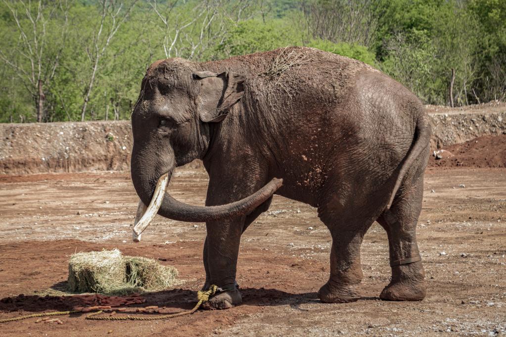 Elefante "Big Boy" en el Santuario Ostok en México