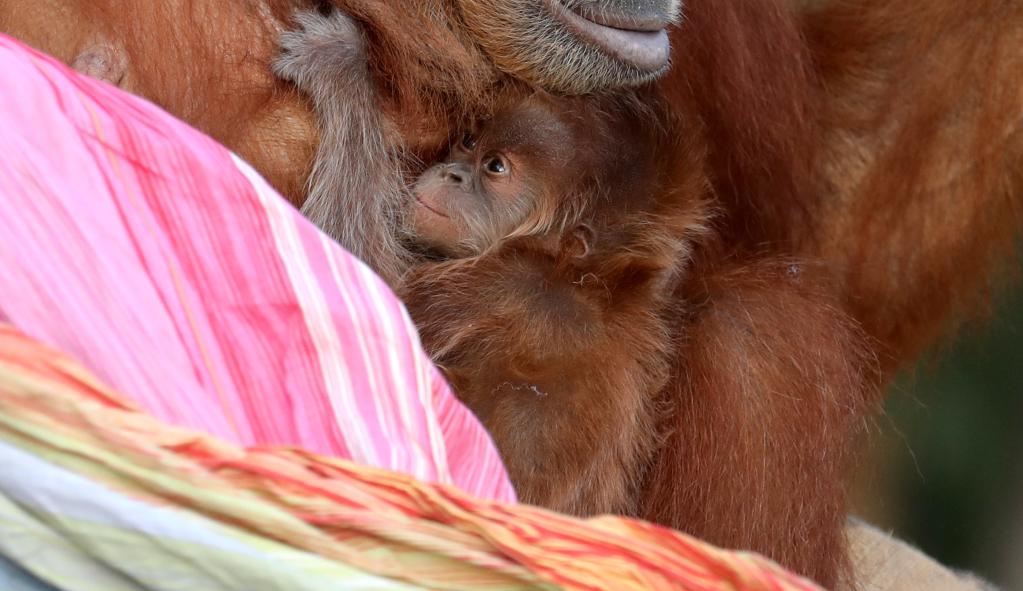 Israel: Cría de orangután recién nacida con su madre en zoológico Parque Safari de Ramat Gan