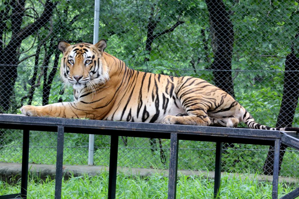 Tigres en Parque Nacional Van Vihar en India