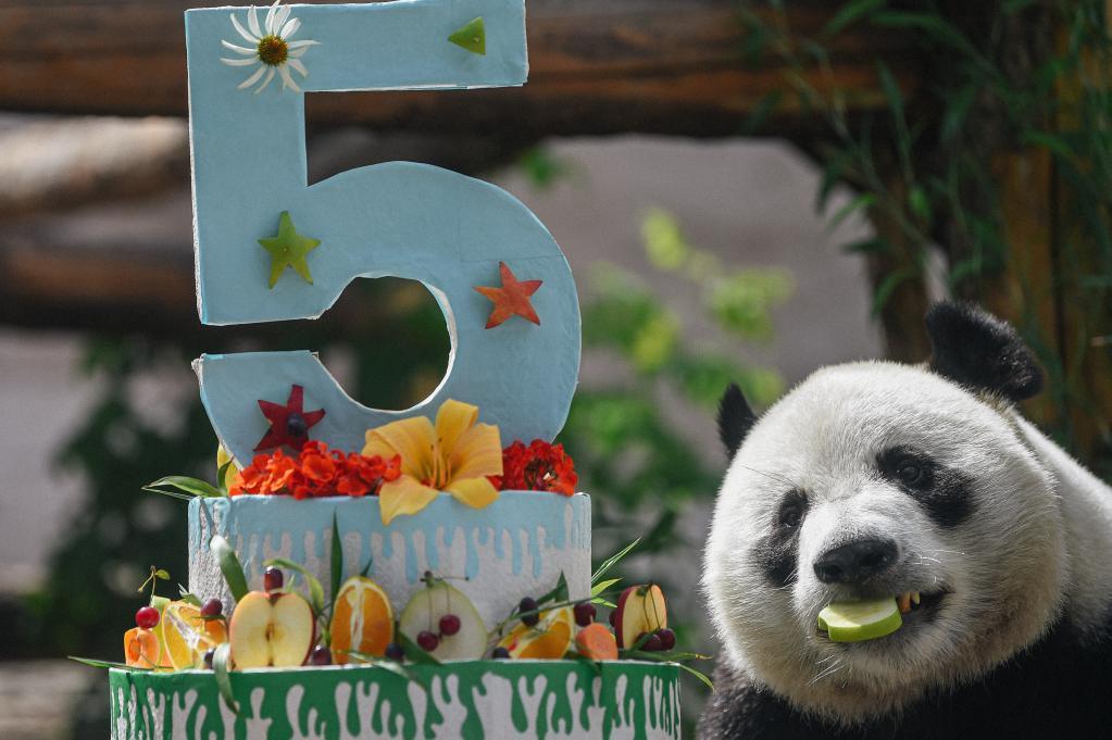 Zoológico de Moscú celebra cumpleaños del panda gigante Ru Yi