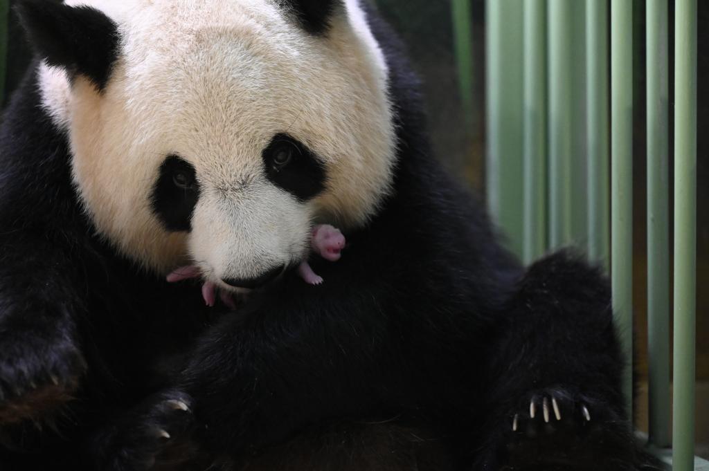 Panda gigante da a luz a gemelos en zoológico de Francia
