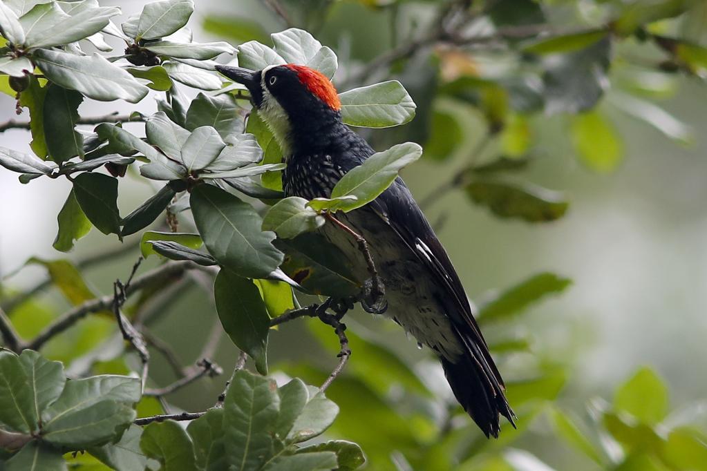 Aves en Tegucigalpa, Honduras