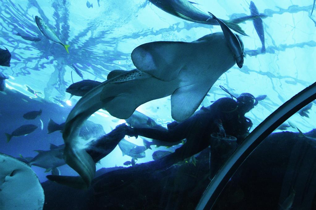 Tiburones cebra nacidos de forma partenogenética en acuario S.E.A. en Singapur
