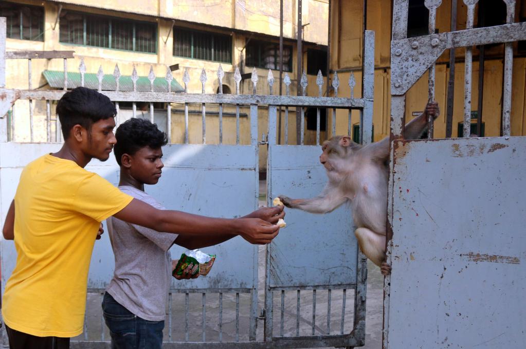 Macacos japoneses convive con personas en Dhaka, Bangladesh