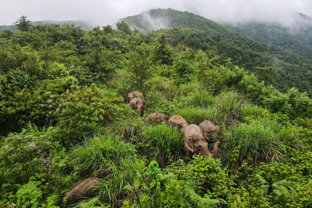 Yunnan: Elefantes asiáticos salvajes errantes regresan a su hábitat tradicional