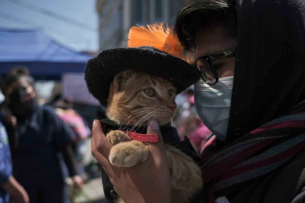 Bolivia: Primer desfile canino de la ciudad de El Alto