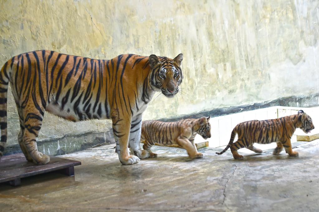 Bangladesh: Cachorros de tigre de Bengala real con su madre