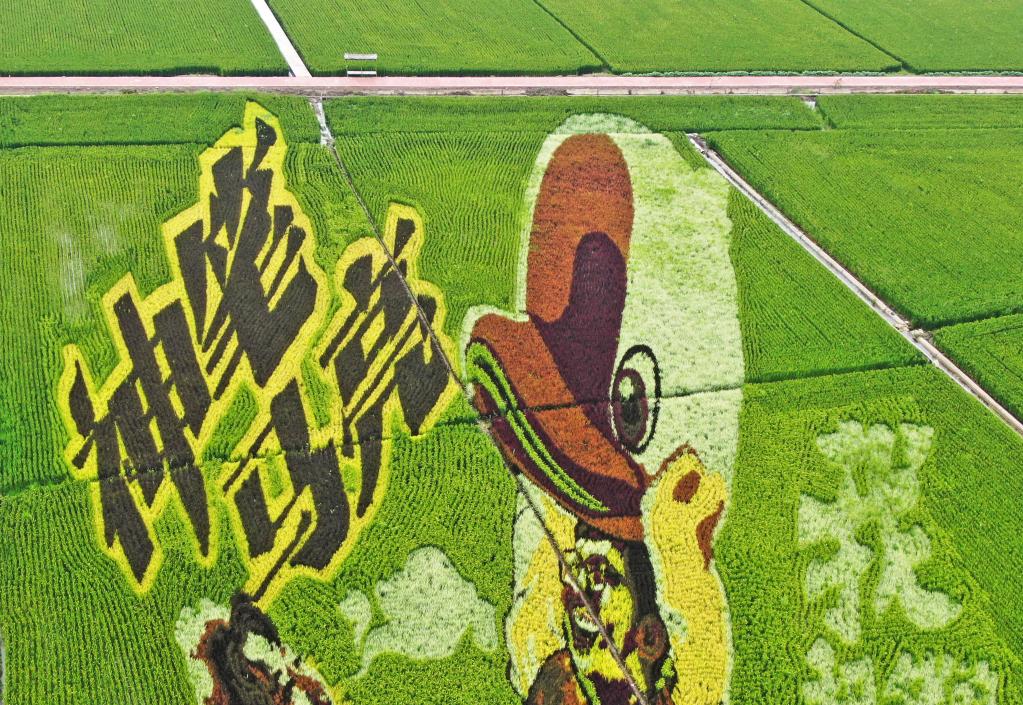 Liaoning: Arte en arrozales en Shenyang
