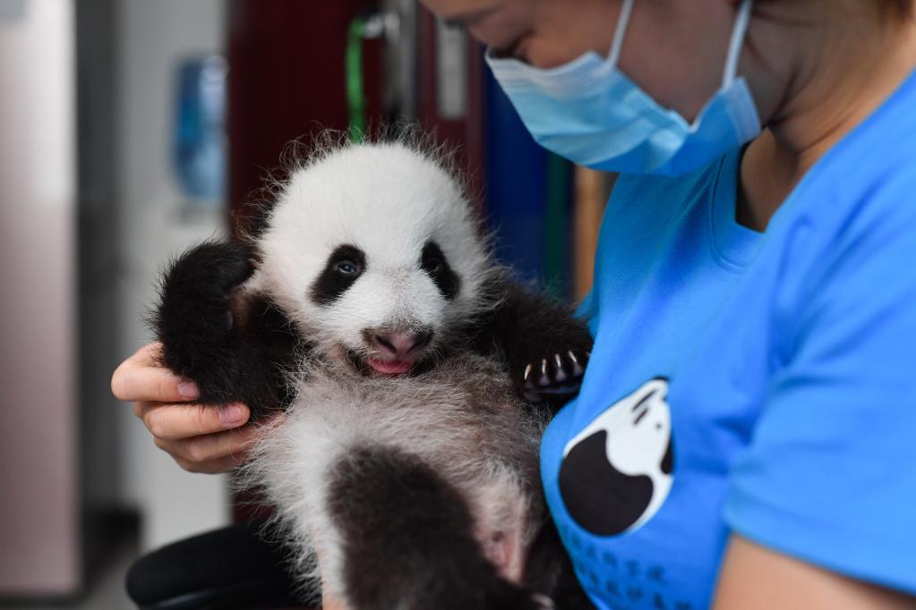 Shaanxi: Centro de investigación de pandas gigantes de Qinling ha sido testigo del nacimiento de cuatro cachorros en 2021
