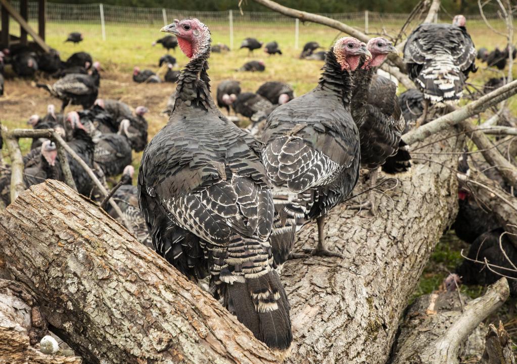 Estados Unidos: Pavos de bronce en granja All Grass Farms
