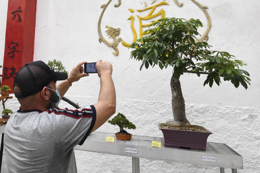 ESPECIAL: Bons&aacute;i cubano en tiempos de pandemia