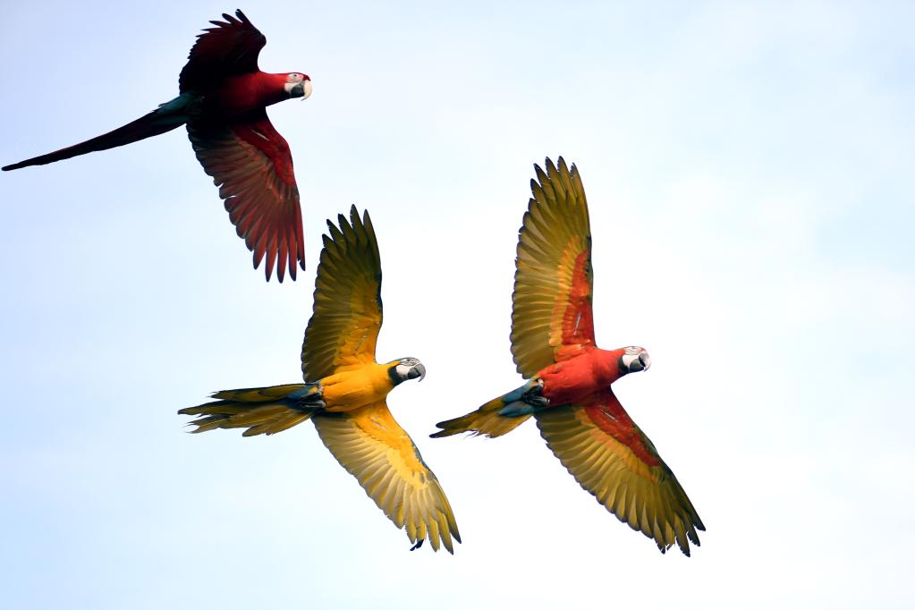 Espect&aacute;culo de adiestramiento de loros en Kuwait