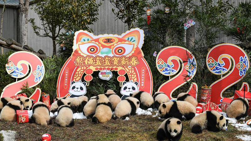 Sichuan: Cachorros de panda gigante hacen aparición grupal para conmemorar el próximo Festival de Primavera