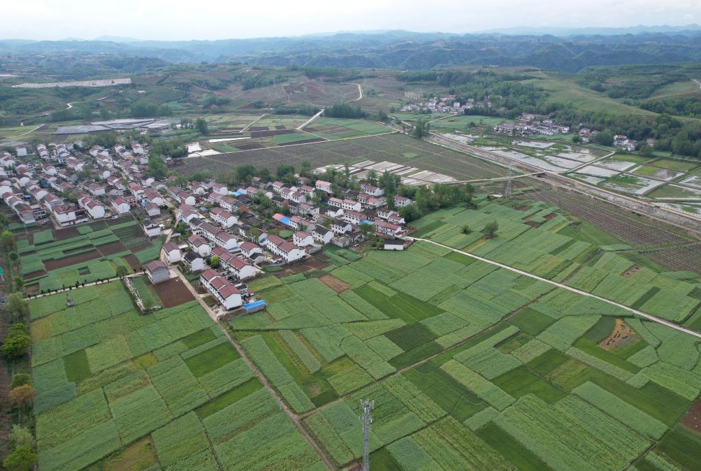 Shaanxi: "Poblado natal del ibis crestado" impulsa economía verde