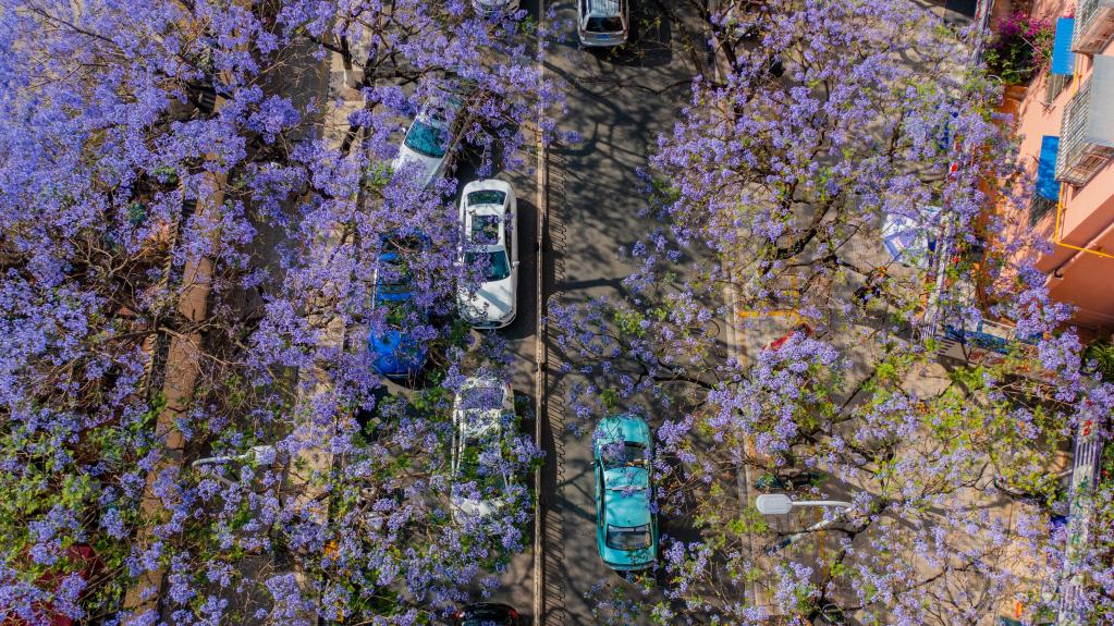 Yunnan: Vista aérea de árboles de jacaranda en plena floración en Kunming