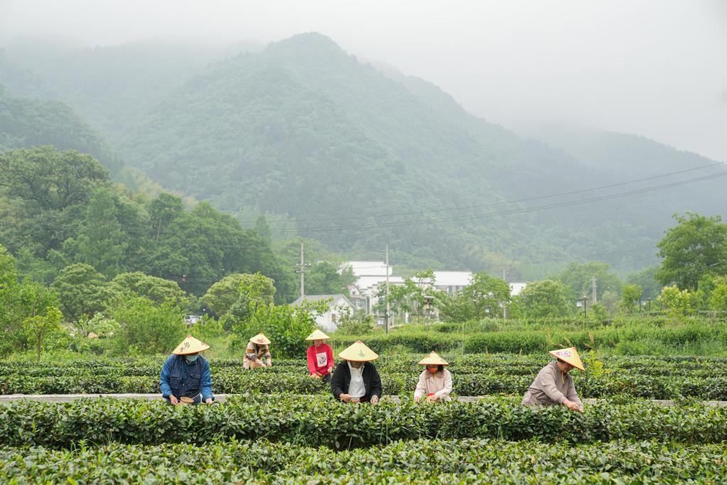 Anhui: Jinzhai, famosa base de plantación y producción de té