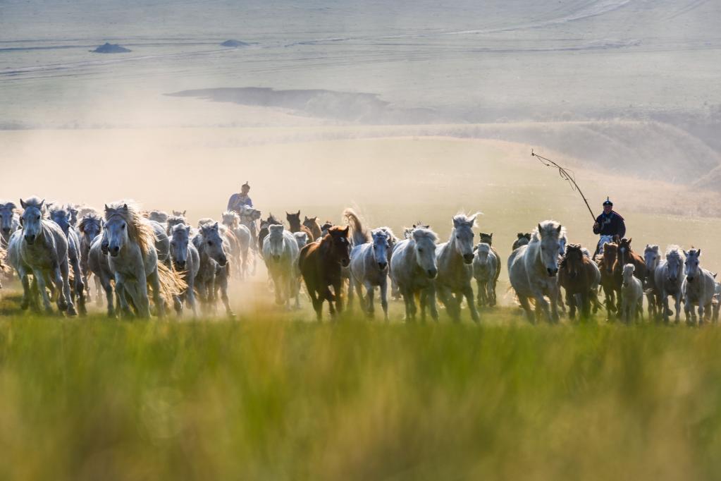 Pastores lazan caballos en una pradera en Xilingol, Mongolia Interior