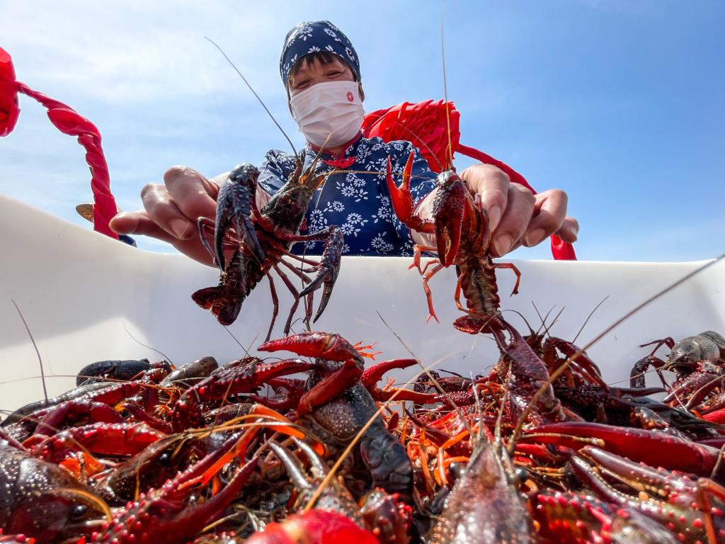 Jiangsu: Celebran temporada de cosecha de cangrejos de río en Xuyi