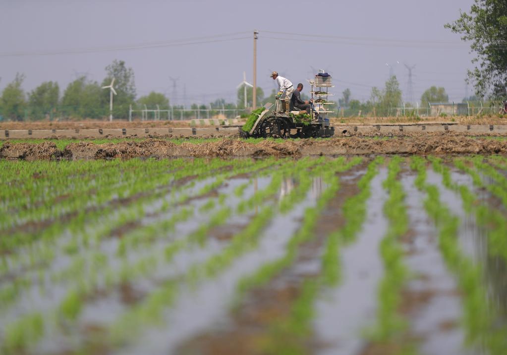 Liaoning intensifica esfuerzos en actividades agrícolas