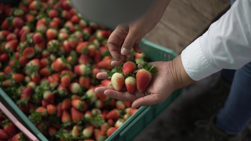 Cosechan fresas en la Finca La Granjerita en Panamá