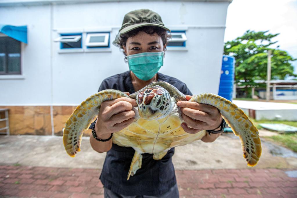 Centro de Conservación de Tortugas Marinas en Tailandia