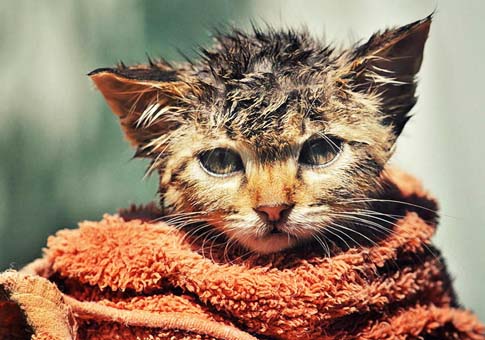 Gatos simpáticos bajo lentes de fotógrafo serbio Zoran Milutinovic