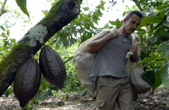 Los productores cubanos de cacao luchan por sobrevivir