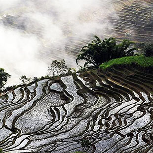 Campos escalonados en Yunnan