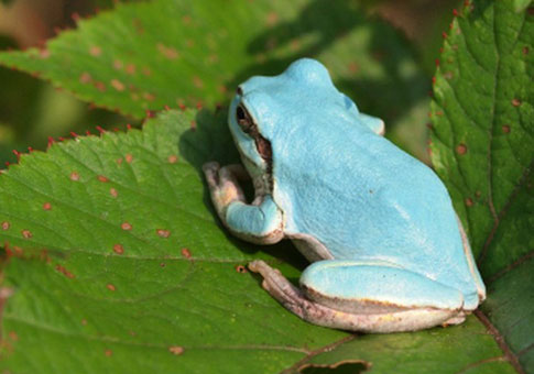 Se encuentra una rana azul en Corea del Sur