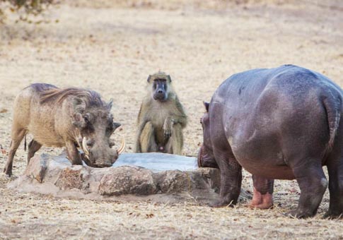 La feliz vida de un hipopótamo con sus amigos