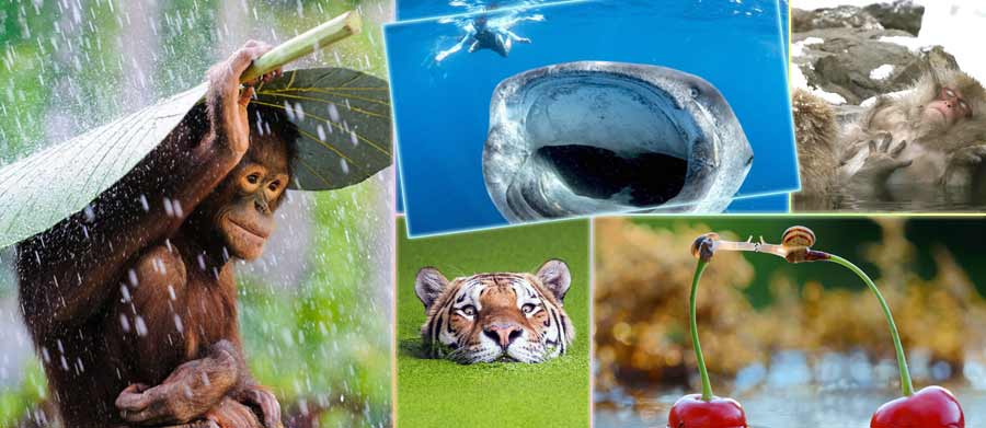 2014 en imágenes: El mundo de animales