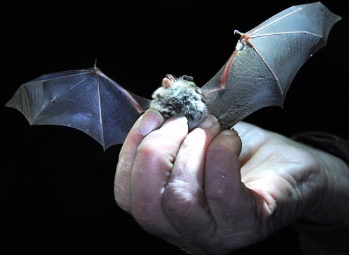 Murciélagos podrían ser fuente de ébola en Africa Occidental