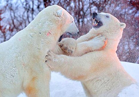 Pelea entre dos osos polares