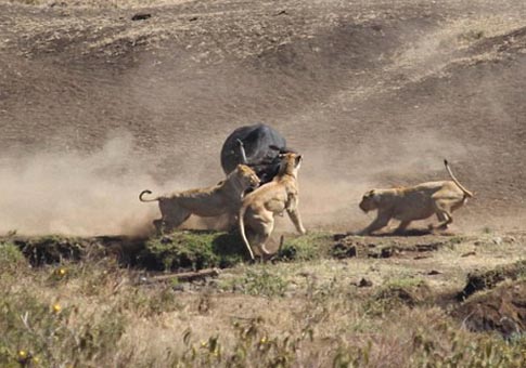 Búfala pelea contra 3 leones para salvar su bebé