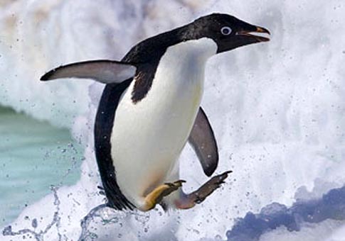 Pingüinos saliendo del agua