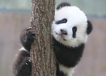 Fotos de pandas gigantes simpáticos