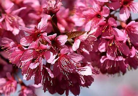 Bellas flores de cerezo en ciudad de Kunming