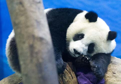 Nuevas fotos de osito panda Yuanzai en Taiwan
