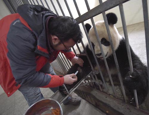 China mejorará tratamiento para pandas gigantes enfermos